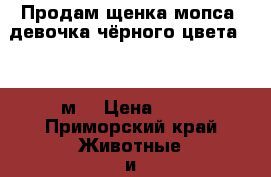 Продам щенка мопса, девочка чёрного цвета, 1,5 м. › Цена ­ 12 - Приморский край Животные и растения » Собаки   